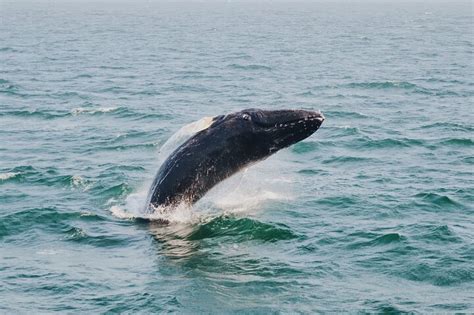 The Ultimate Adventure: Experiencing the Majestic Whales Up Close