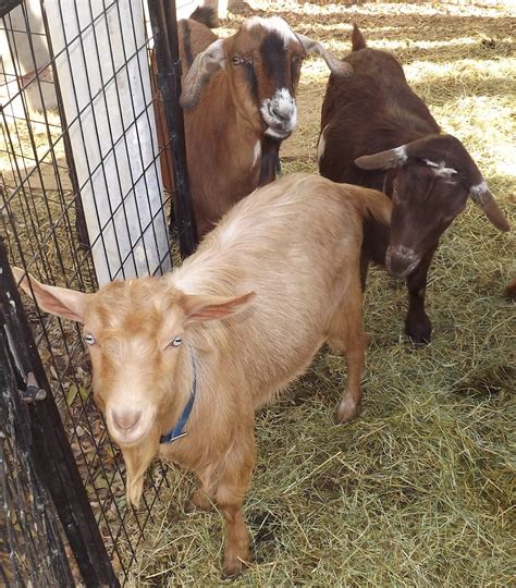 The Ultimate Companions: Exploring the Emotional Rewards of Having a Goat as a Beloved Pet