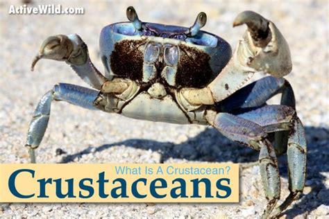 The Ultimate Gift: Why Receiving a Crustacean is an Unparalleled and Unforgettable Encounter