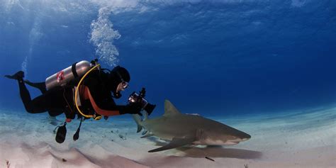 The Ultimate Thrill: Swimming with Sharks