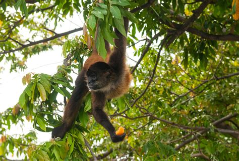 The Uncommon Obstacles of Studying Diminutive Primates