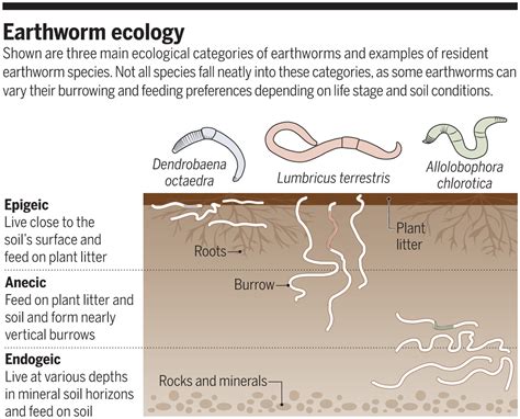 The Unconscious Significance of Earthworms