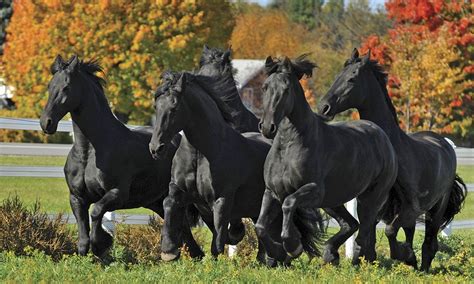 The Unearthly Elegance of Mounting a Midnight Horse