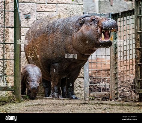 The Unexpected Arrival of a Pale Hippo