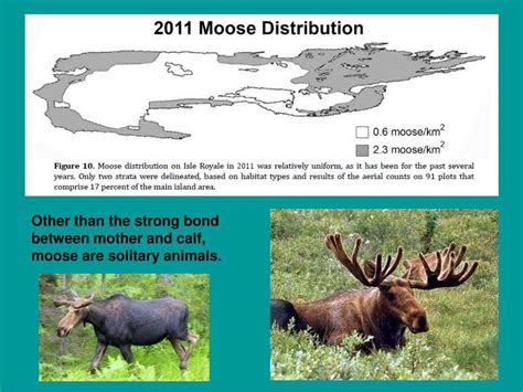 The Unexpected Connection: Revealing the Link Between Pursuing Moose and Personal Development