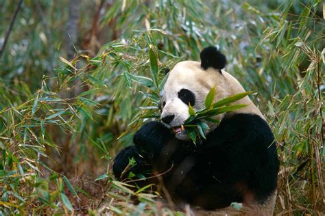 The Unexpected Eating Habits of Giant Pandas