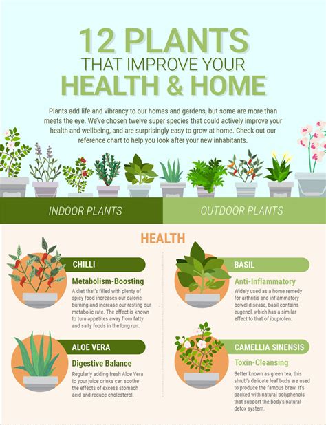 The Unexpected Health Advantages of Cultivating Vegetation Gardens