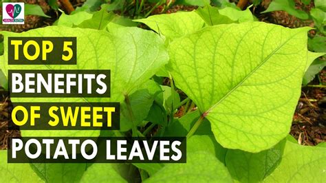 The Unexpected Health Advantages of Sweet Potato Leaves