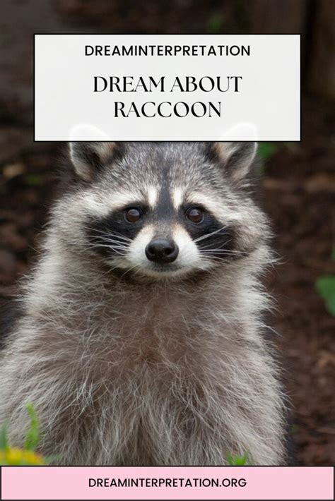 The Unexpected Link Between Raccoons and Dream Interpretation