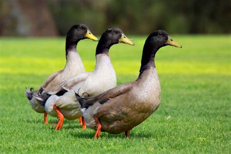 The Unexpected Psychological Insights of Dreaming about Miniature Ducks