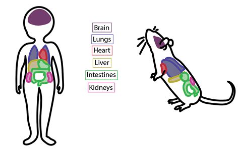 The Unexpected Similarities Between Mouse and Human Dreams