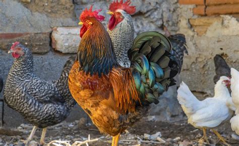 The Unexpected Symbolism of Mature Hens in Dreams