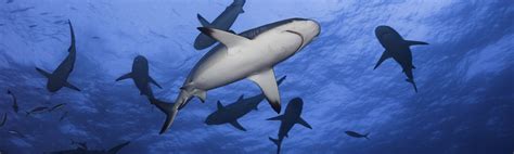 The Unexplored Depths of the Breathtaking Dreamland Teeming with Myriad Predatory Sharks