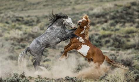 The Unforgettable Adventure with Majestic Mustangs