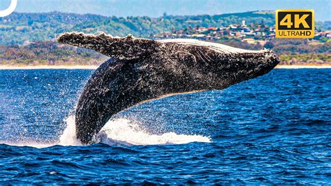 The Unforgettable Experience of Witnessing an Acrobatic Display by Magnificent Ocean Giants