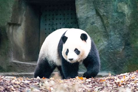 The Unique Appearance of Giant Pandas