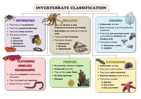 The Unique Characteristics of Extended Invertebrates' Anatomy