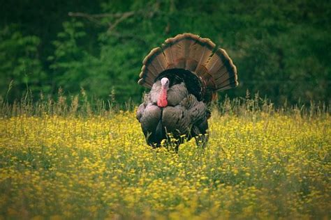 The Unique Courtship Rituals and Mating Behavior of Strutting Turkeys