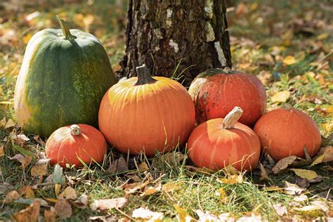 The Unique Importance of Pumpkin Imagery