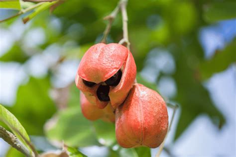 The Unique Taste of Ackee: A Culinary Adventure for the Senses