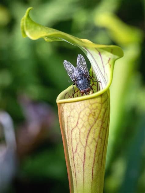 The Unique and Intricate Trapping Mechanisms of Ensnaring Pitcher Plants