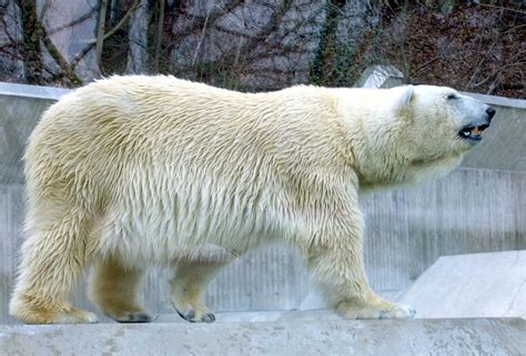 The Uniqueness in Appeal of Domesticated Arctic Ursus