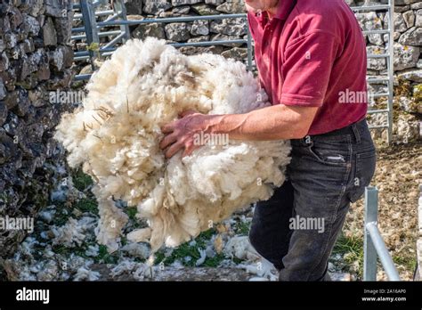 The Unparalleled Elegance of Sheep's Fleece