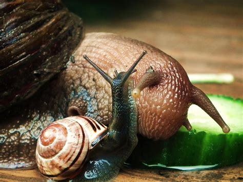 The Unusual Eating Habits of Slug Snails