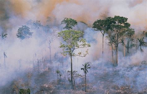 The Vanishing Rainforests: A Loss of Biodiversity and Carbon Storage