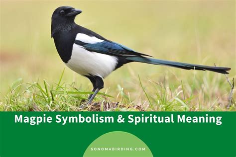 The Varied Significance of Magpie Dreams in Diverse Cultural Traditions