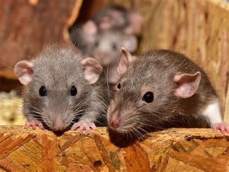 The Various Meanings of Dreaming about Multiple Rats