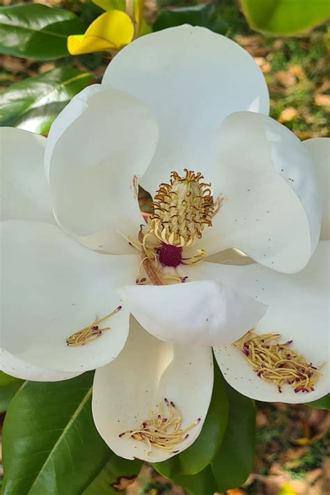 The Various Types of Magnolia and Their Distinctive Traits