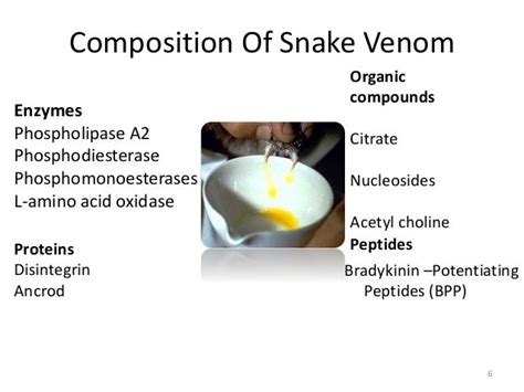 The Venomous Pharmacy: Potential Medicinal Uses of Serpent Poison