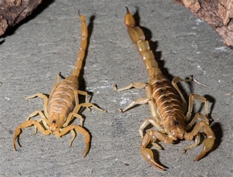 The Venomous Truth: Exploring the Pink Scorpion's Sting and Potential Dangers