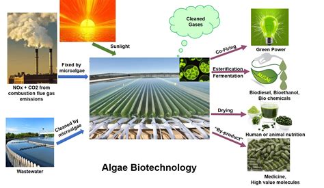 The Versatile Possibilities of Green Algae in Biotechnology