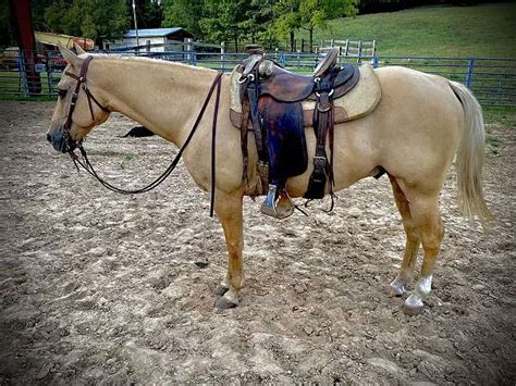 The Versatility of Diminutive Equines: Beyond Adorable Partners