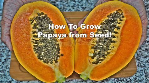 The Versatility of Papaya Seeds