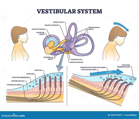 The Vestibular System's Influence on Dreaming