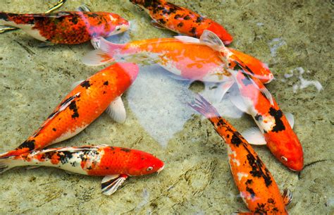 The Vibrant Varieties of Koi Fish