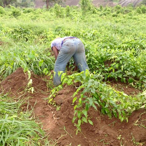 The Vision of an Abundant Yam Cultivation