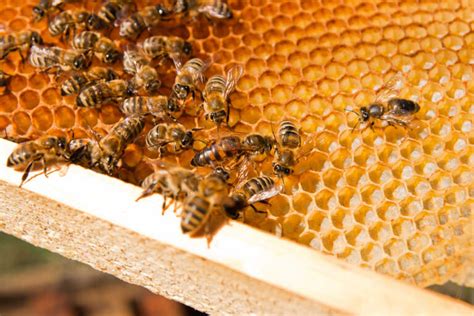 The Vital Role of Beekeeping in the Preservation of Bee Populations