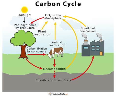 The Vital Role of Carbon in the Metamorphosis Process