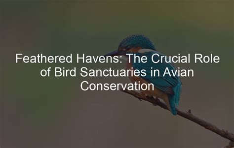 The Vital Role of Education in Avian Conservation