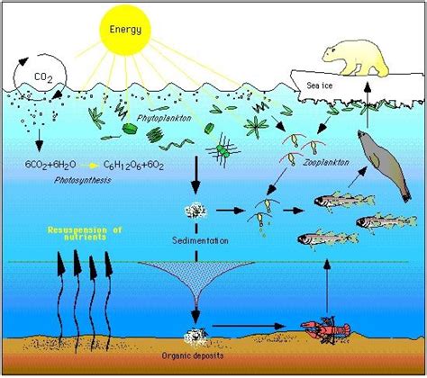 The Vital Role of Ice in Earth's Ecosystems