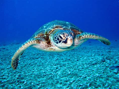 The Vital Role of Sea Turtles in Sustaining Marine Ecosystems