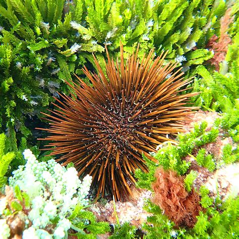 The Vital Role of Sea Urchins in the Ecosystem