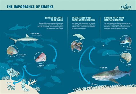 The Vital Role of Sharks in Marine Ecosystems