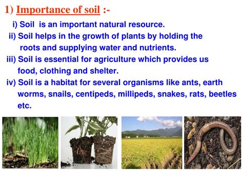 The Vital Role of Watering in Soil Cultivation