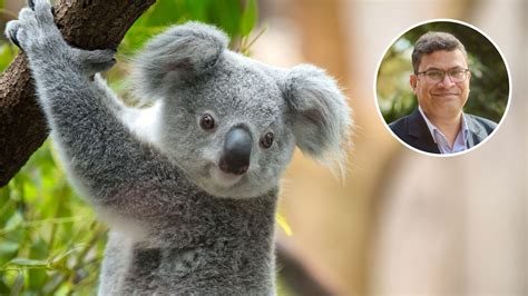 The Vital Role of Wildlife Rescuers in Preserving Koala Populations