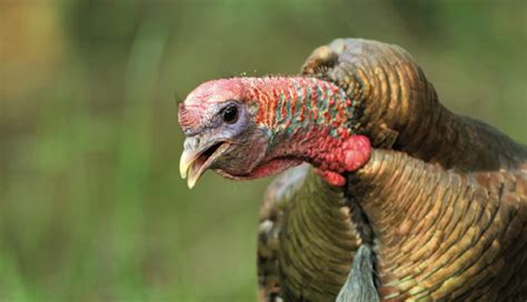 The Vocalizations of Turkey Birds: Unlocking the Power of the Gobble